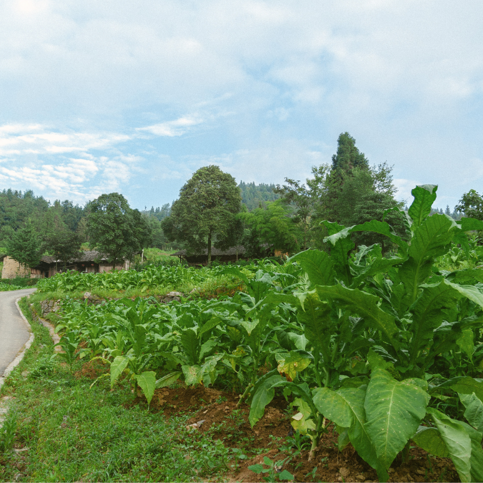 Tobacco seeds - Papante - 100