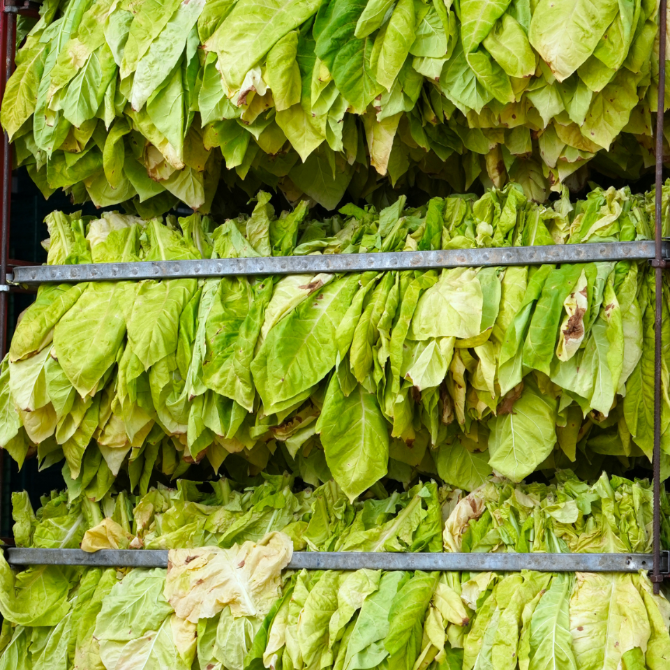 Tobacco seeds - Papante - 100