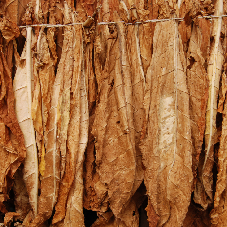 Tobacco seeds - Trabzon - 100