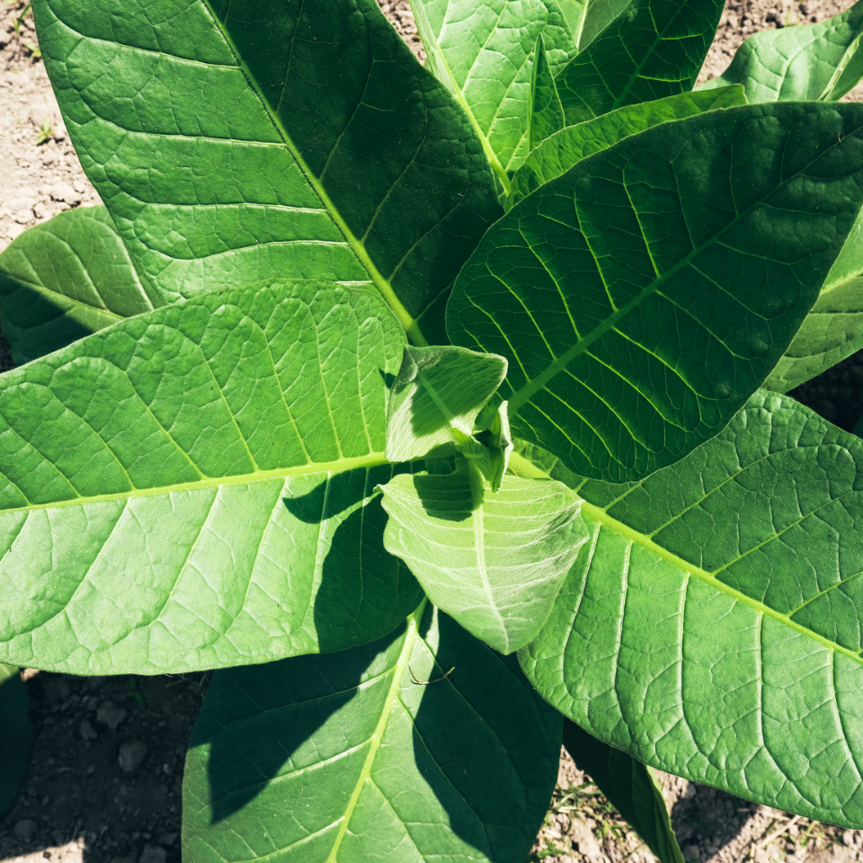 Tobacco seeds - Trabzon - 100