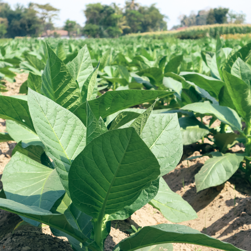 Tobacco seeds - Trabzon - 100