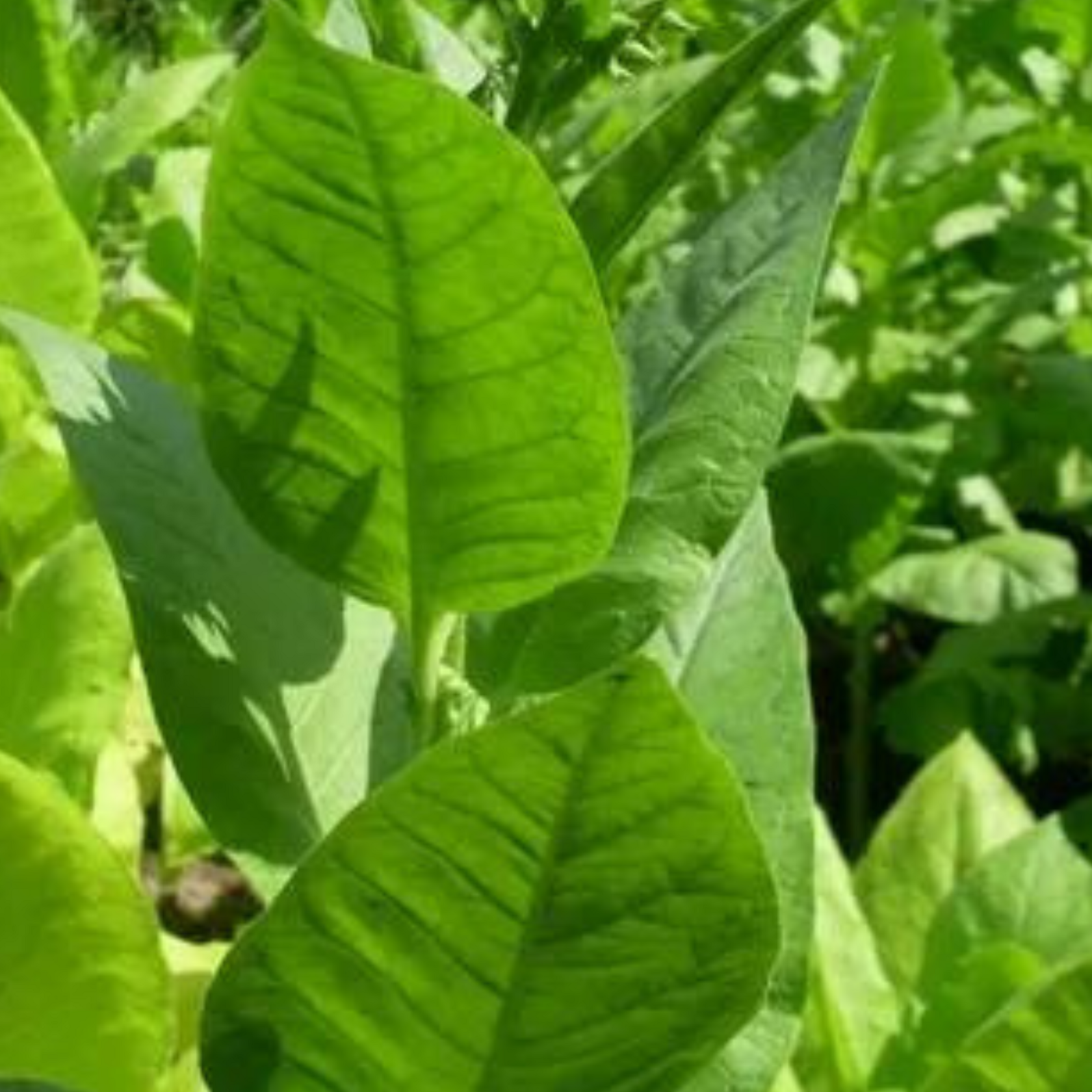 Tobacco seeds - Trabzon - 100