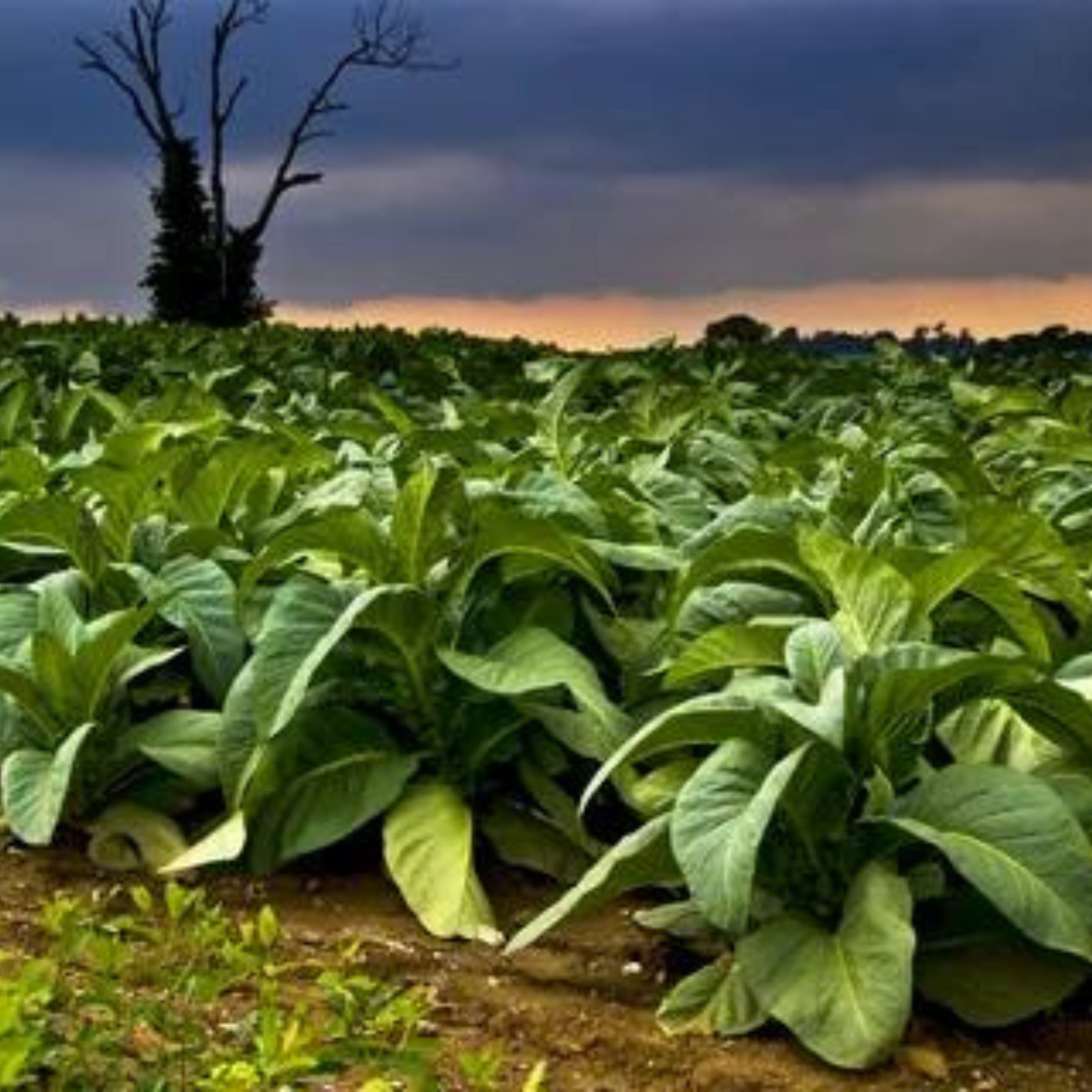 Tobacco seeds - Trabzon - 100