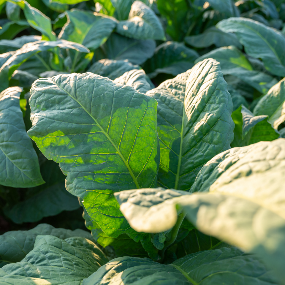 Tobacco seeds - Trabzon - 100