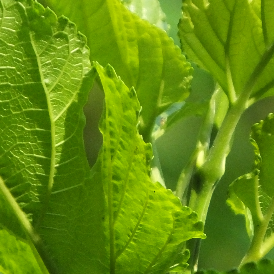 Tobacco seeds - Trabzon - 100