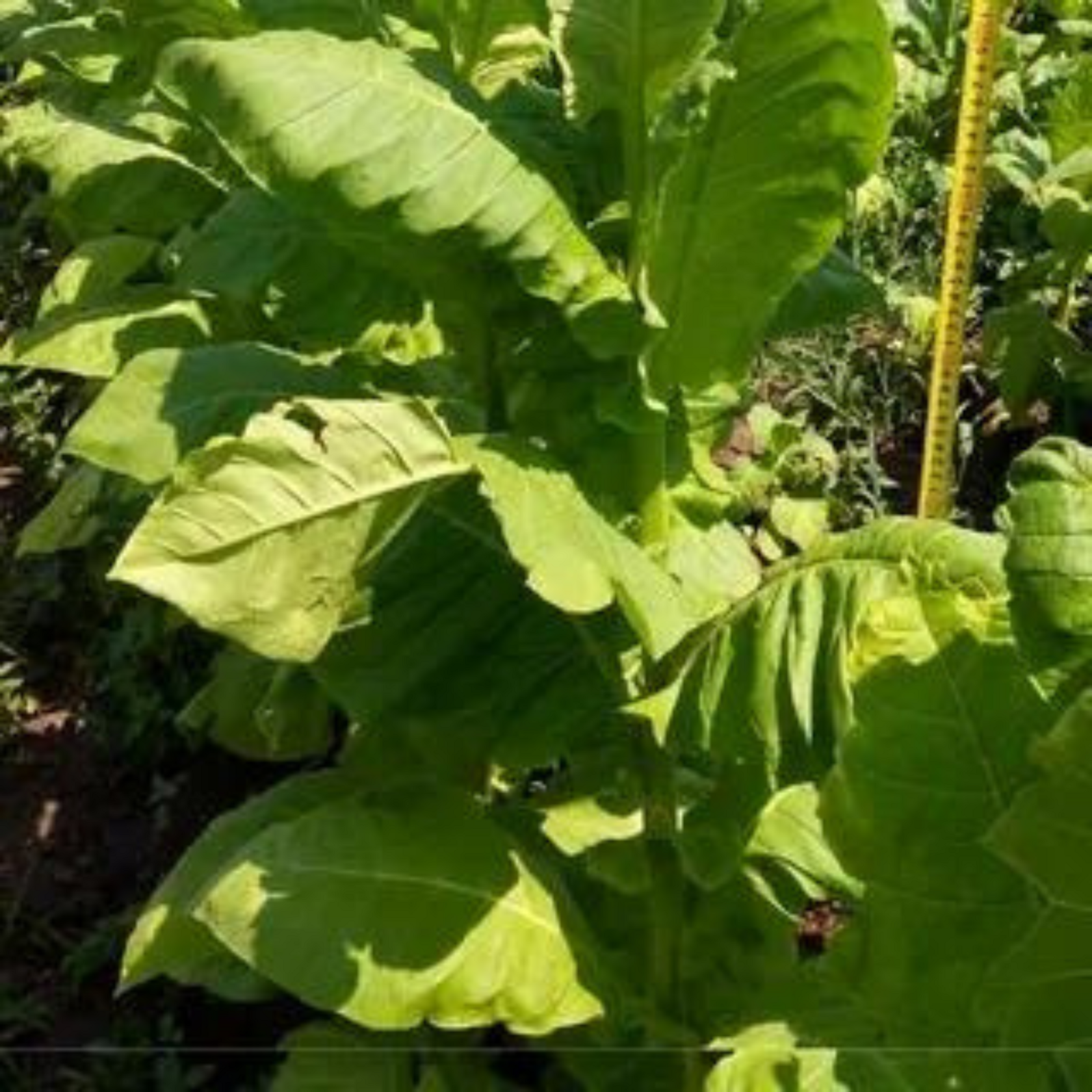 Tobacco seeds - Trabzon - 100