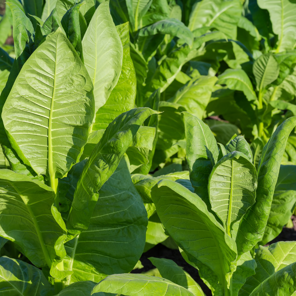 Seeds of Shag Hasankeyf - 300