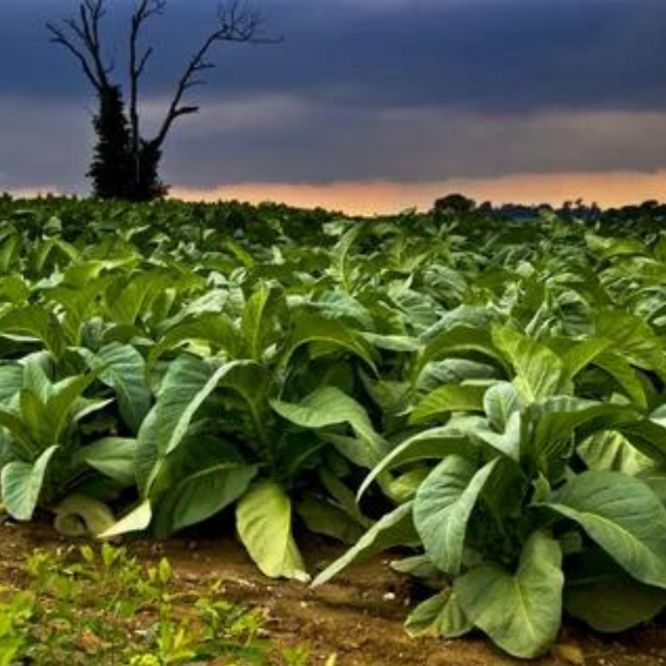 Seeds of Shag Cigar - 100