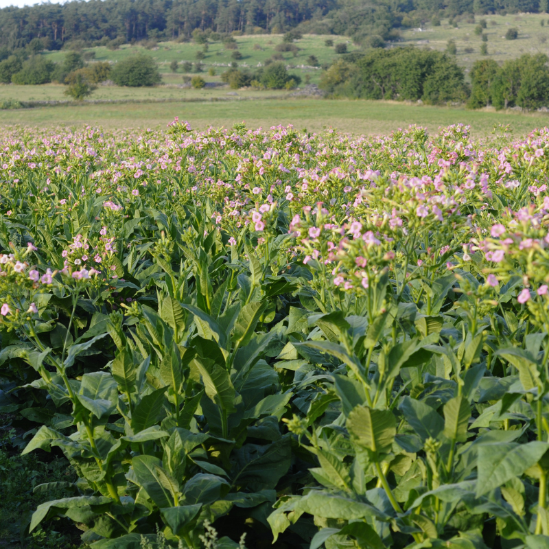 Tobacco seeds Jubilee new 142 - 100