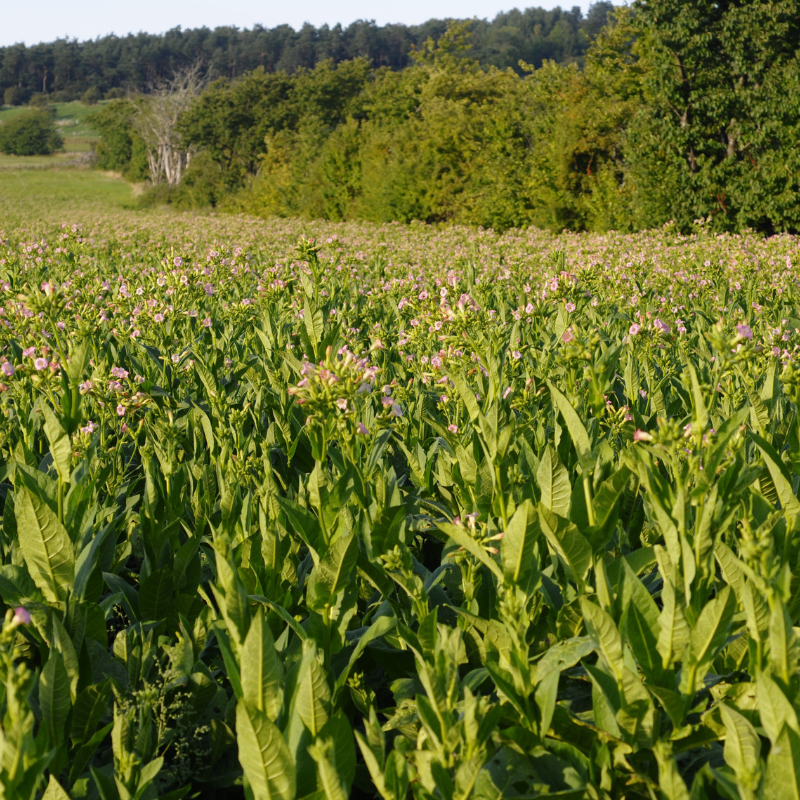 Tobacco seeds Jubilee new 142 - 100