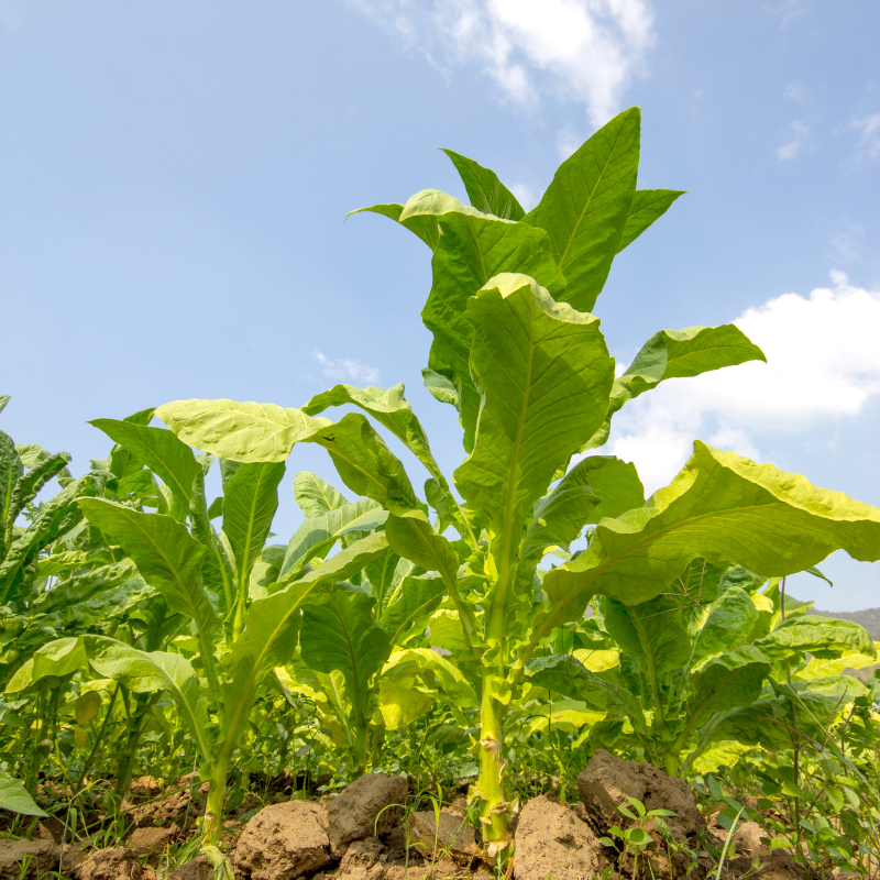Tobacco seeds Jubilee new 142 - 100