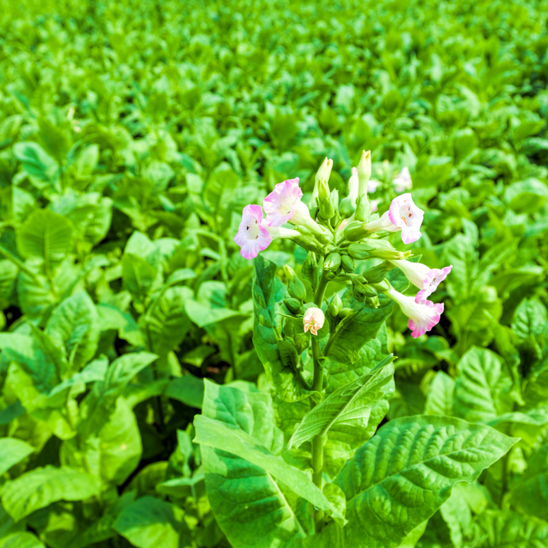 Tobacco seeds Jubilee new 142 - 100