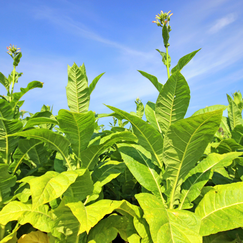 Tobacco seeds Jubilee new 142 - 100