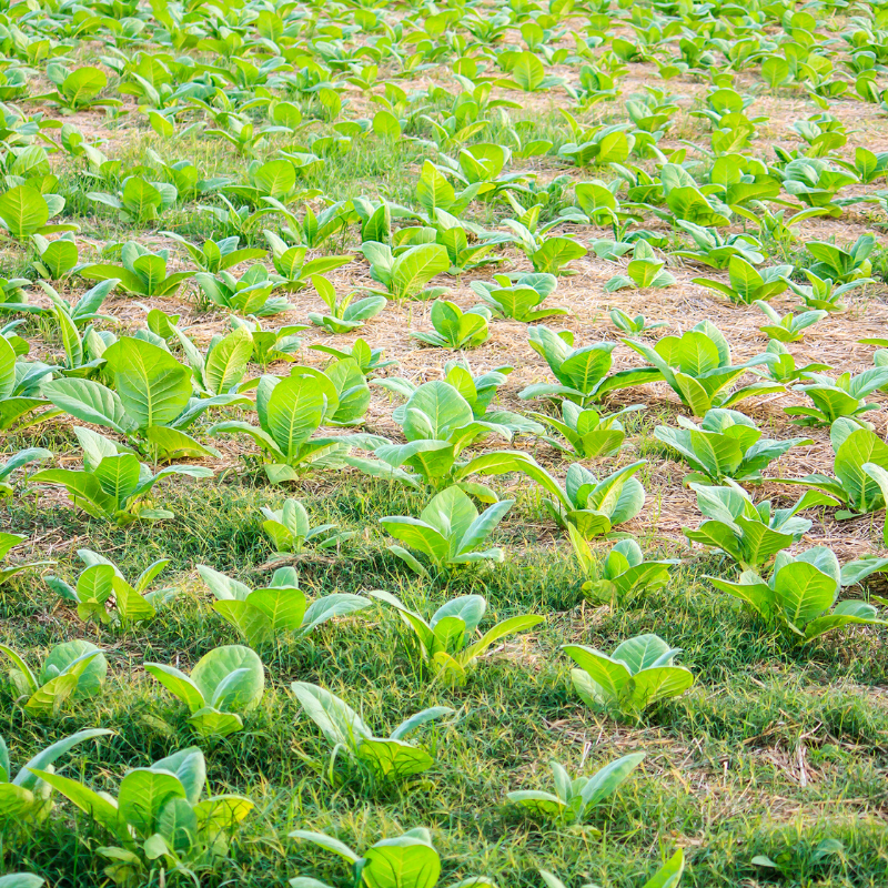 Tobacco seeds Jubilee new 142 - 100