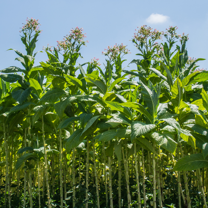 Tobacco seeds Jubilee new 142 - 100