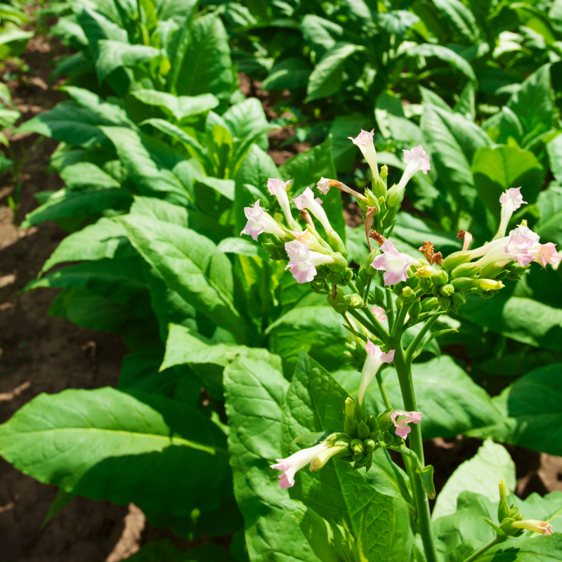 Tobacco seeds Jubilee new 142 - 100