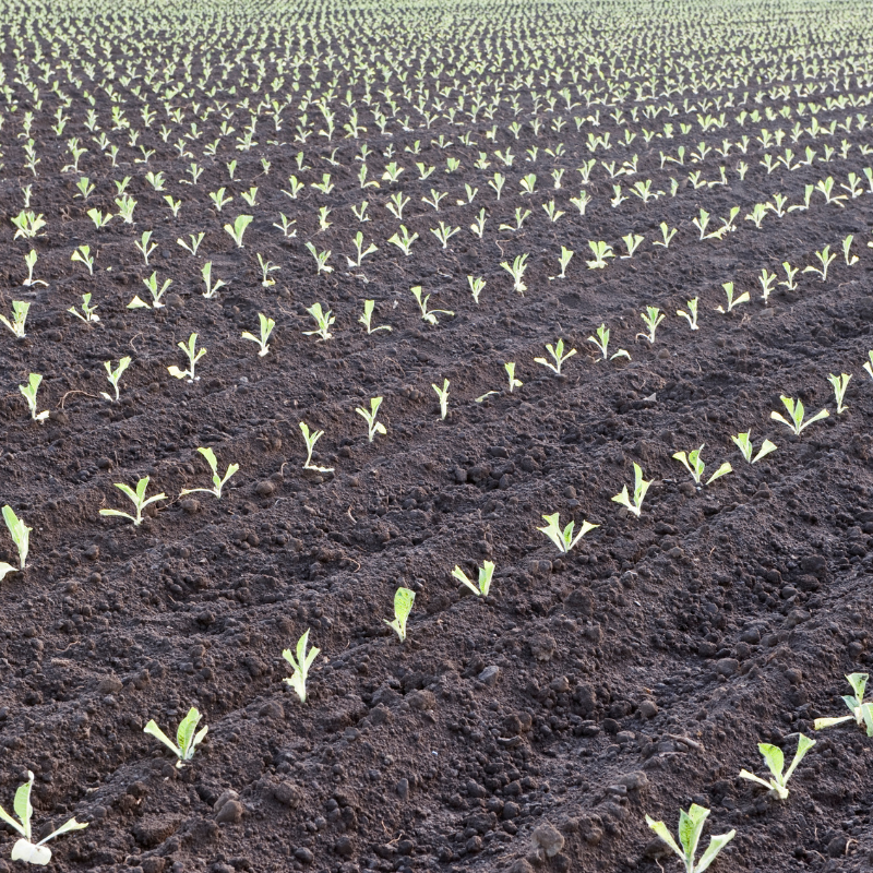 Tobacco seeds Jubilee new 142 - 100