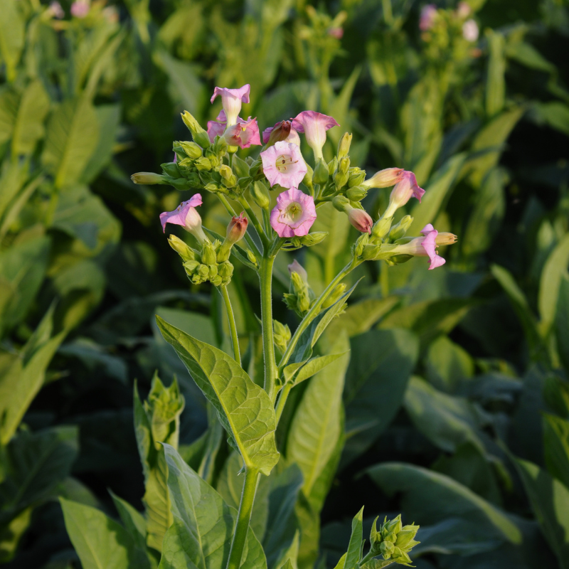 Tobacco seeds Jubilee new 142 - 100