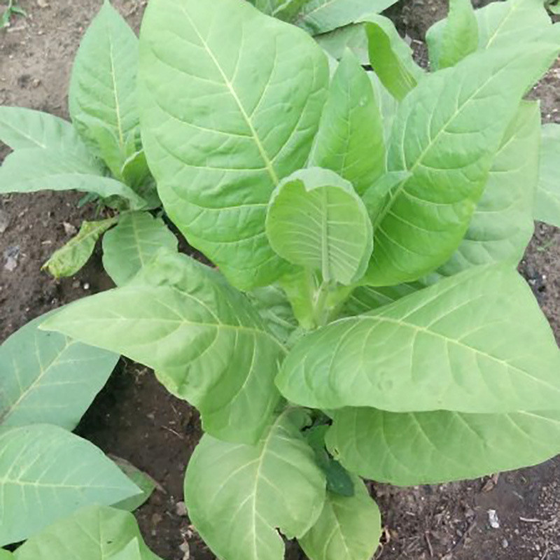 Tobacco seeds Virginia Gold - 50