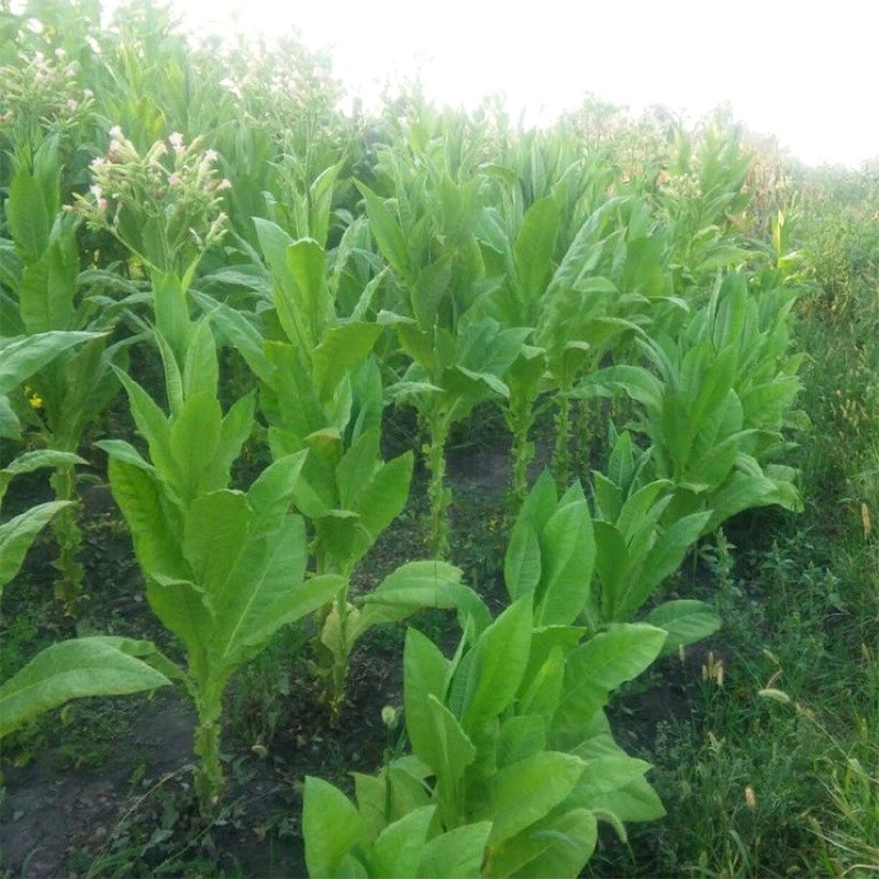 Tobacco seeds Virginia Gold - 50