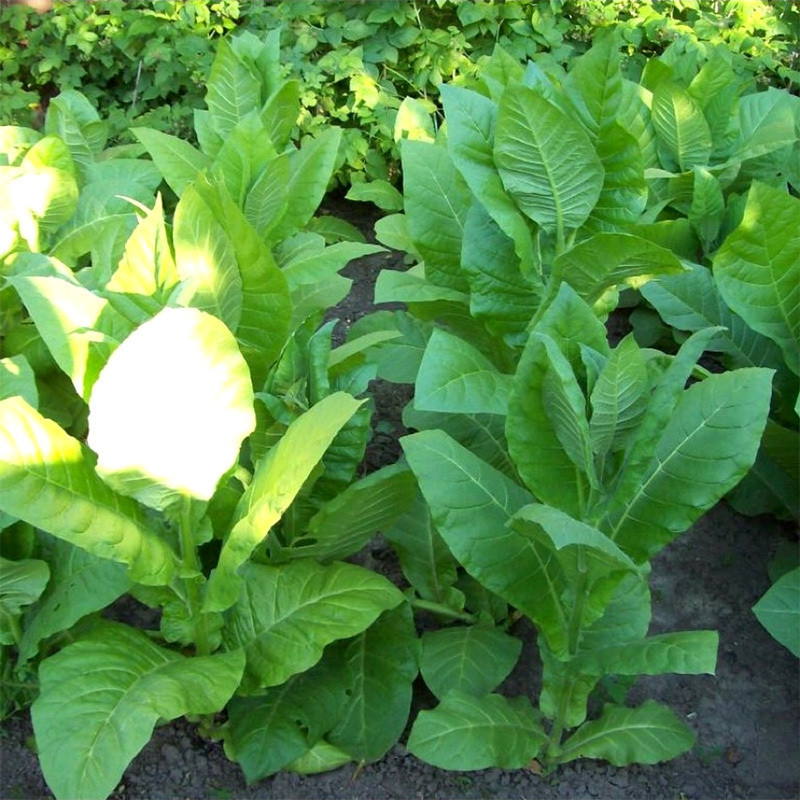 Tobacco seeds Virginia Gold - 50