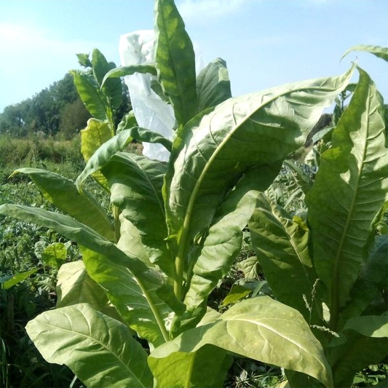 Tobacco seeds Virginia Gold - 50