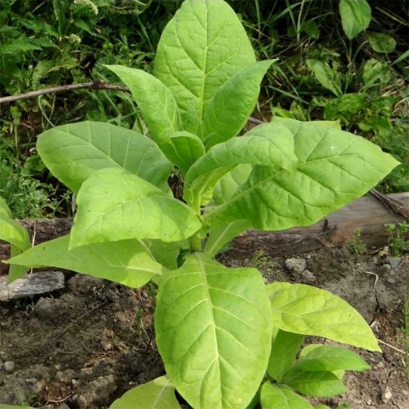 Tobacco seeds Virginia Gold - 50