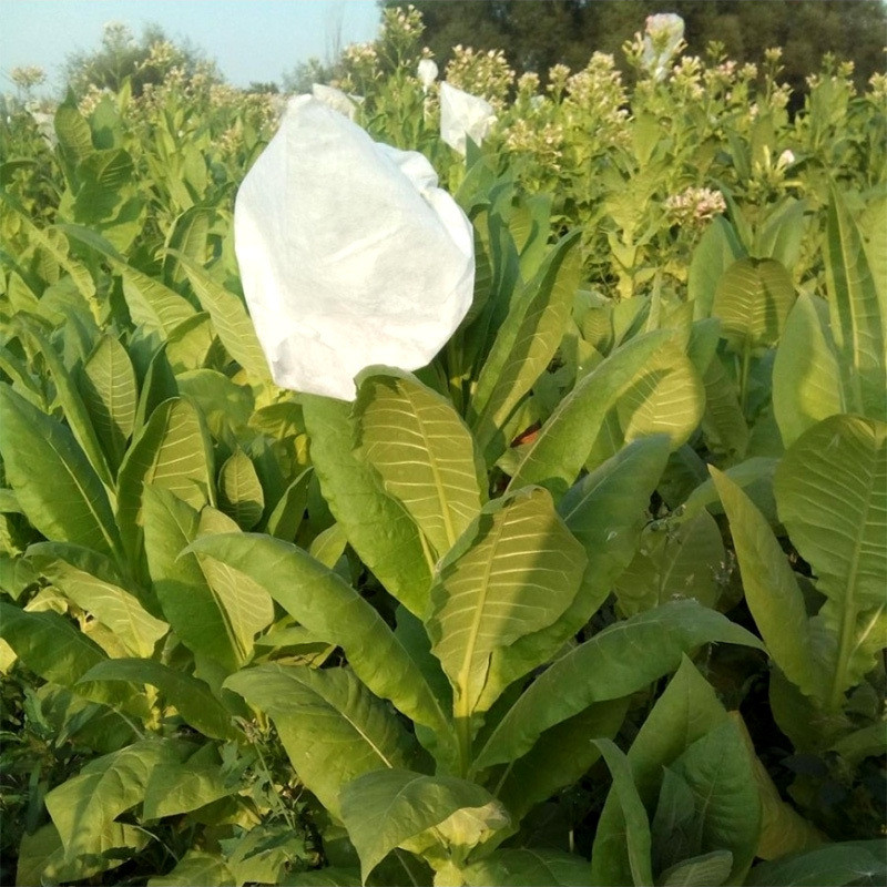 Tobacco seeds Virginia Gold - 50