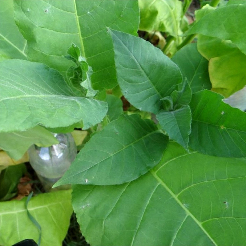 Tobacco seeds Virginia Gold - 50