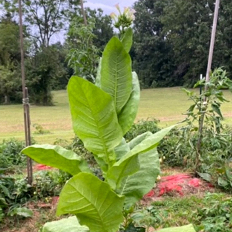 Tobacco seeds Virginia Gold - 50