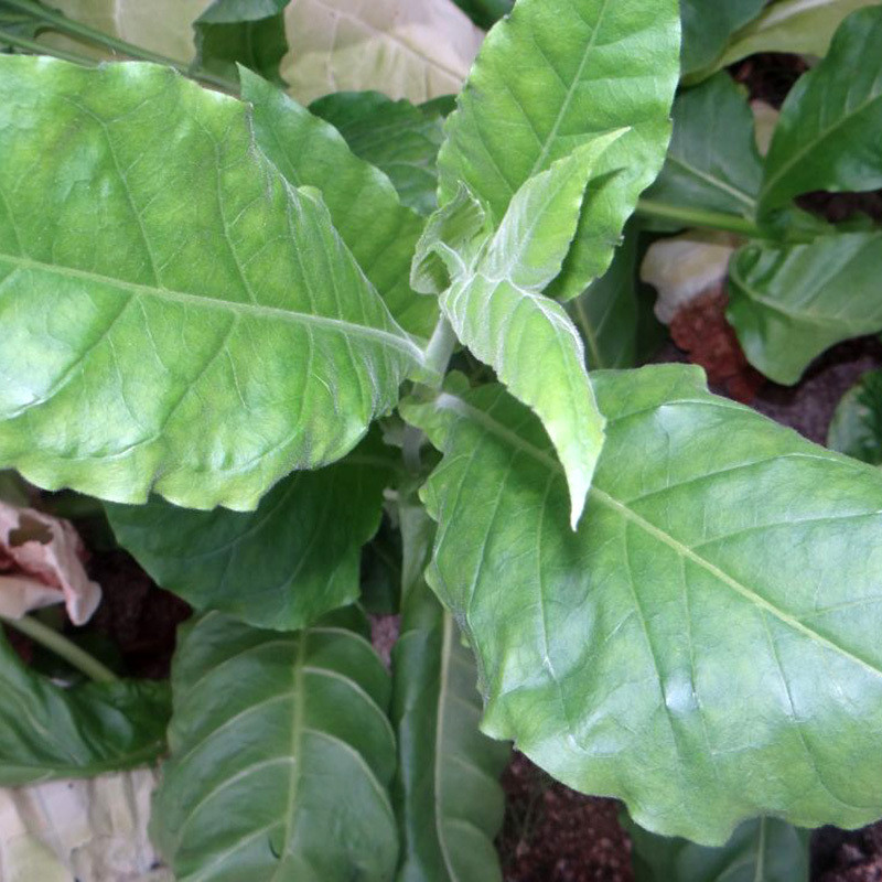 Tobacco seeds Virginia Gold - 50