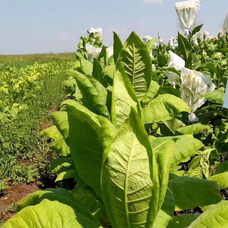 Tobacco seeds Virginia Gold - 100