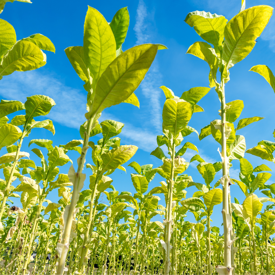 Seeds of Shag Sacred Cornplanter - 300