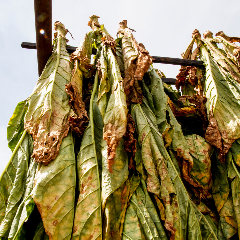 Seeds of Shag Sacred Cornplanter - 300