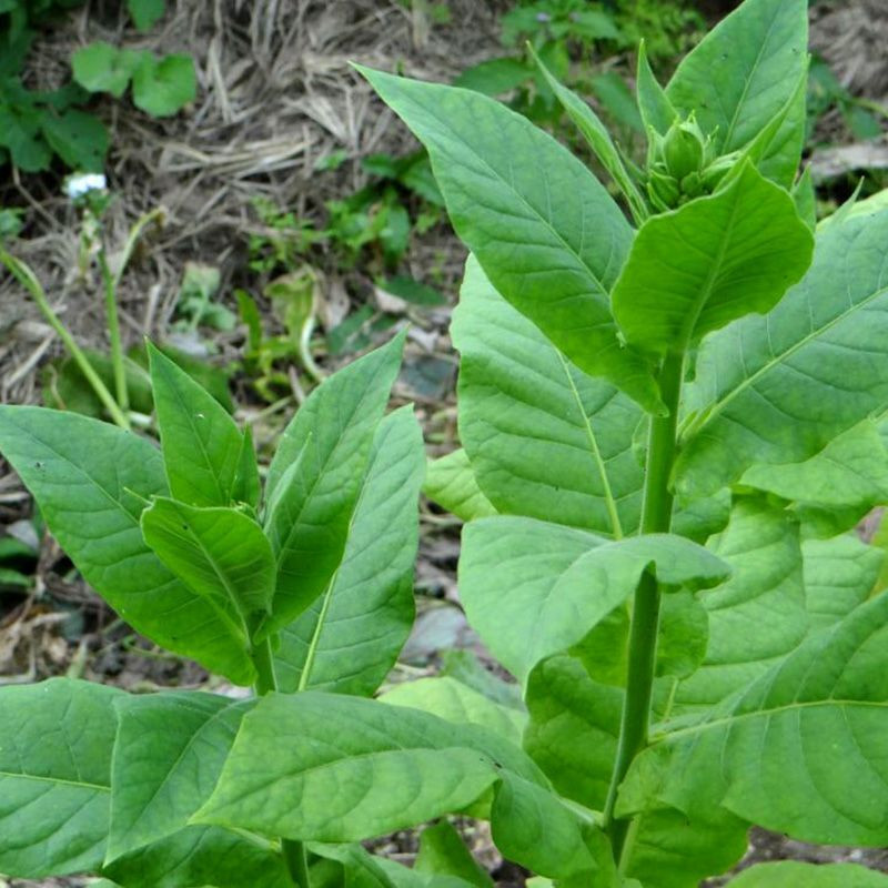Tobacco seeds Turkish - 100