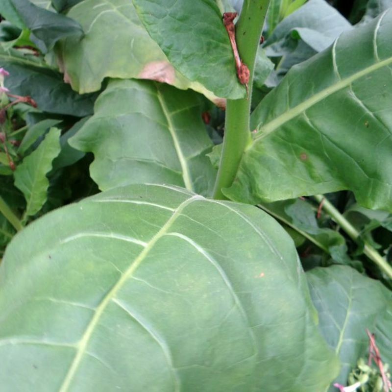 Tobacco seeds Turkish - 100