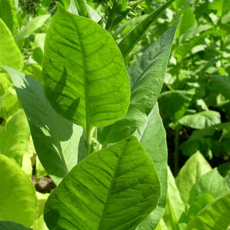 Tobacco seeds Turkish - 100