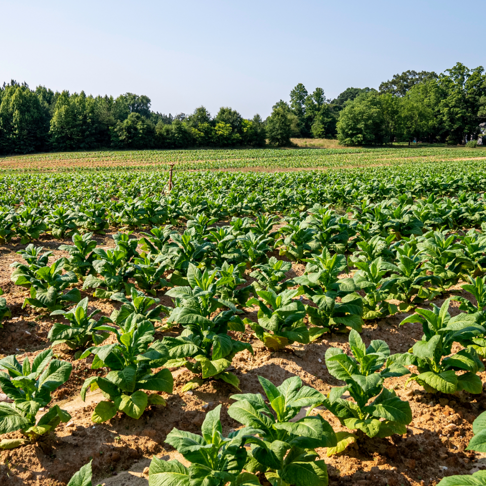 Tobacco seeds - Galicin original - 50