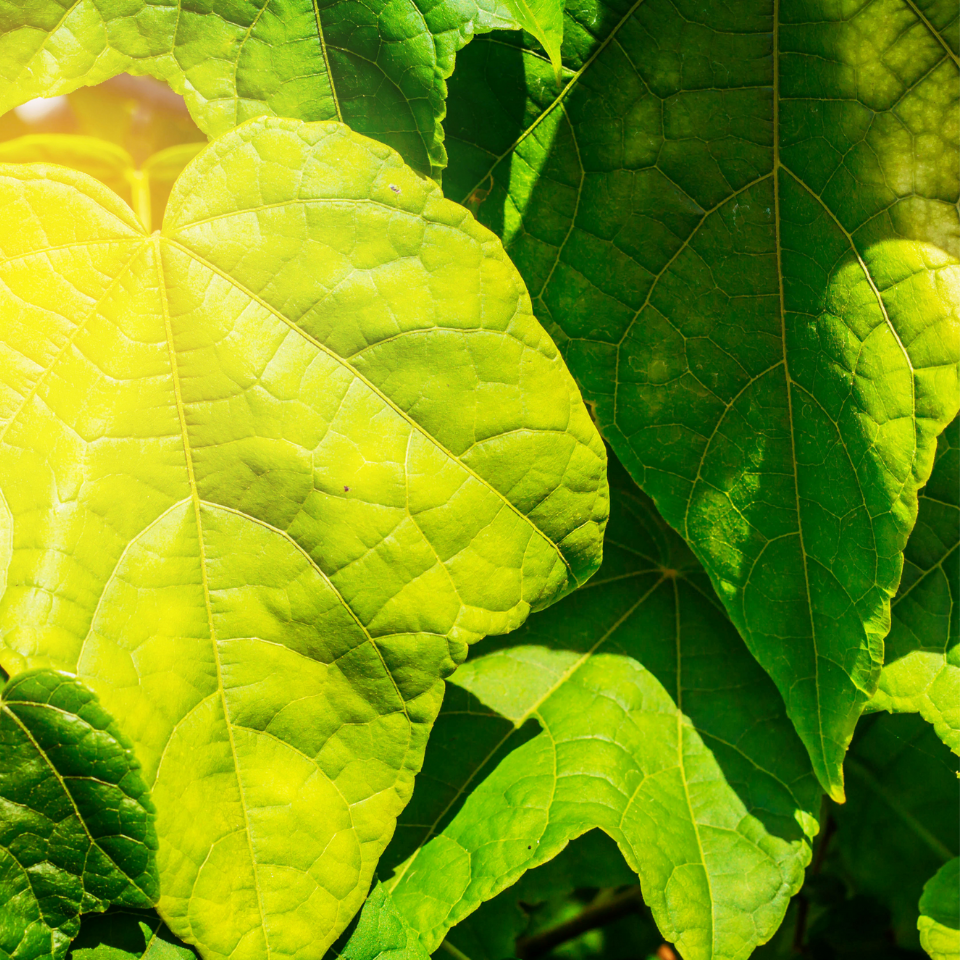 Tobacco seeds - Galicin original - 50