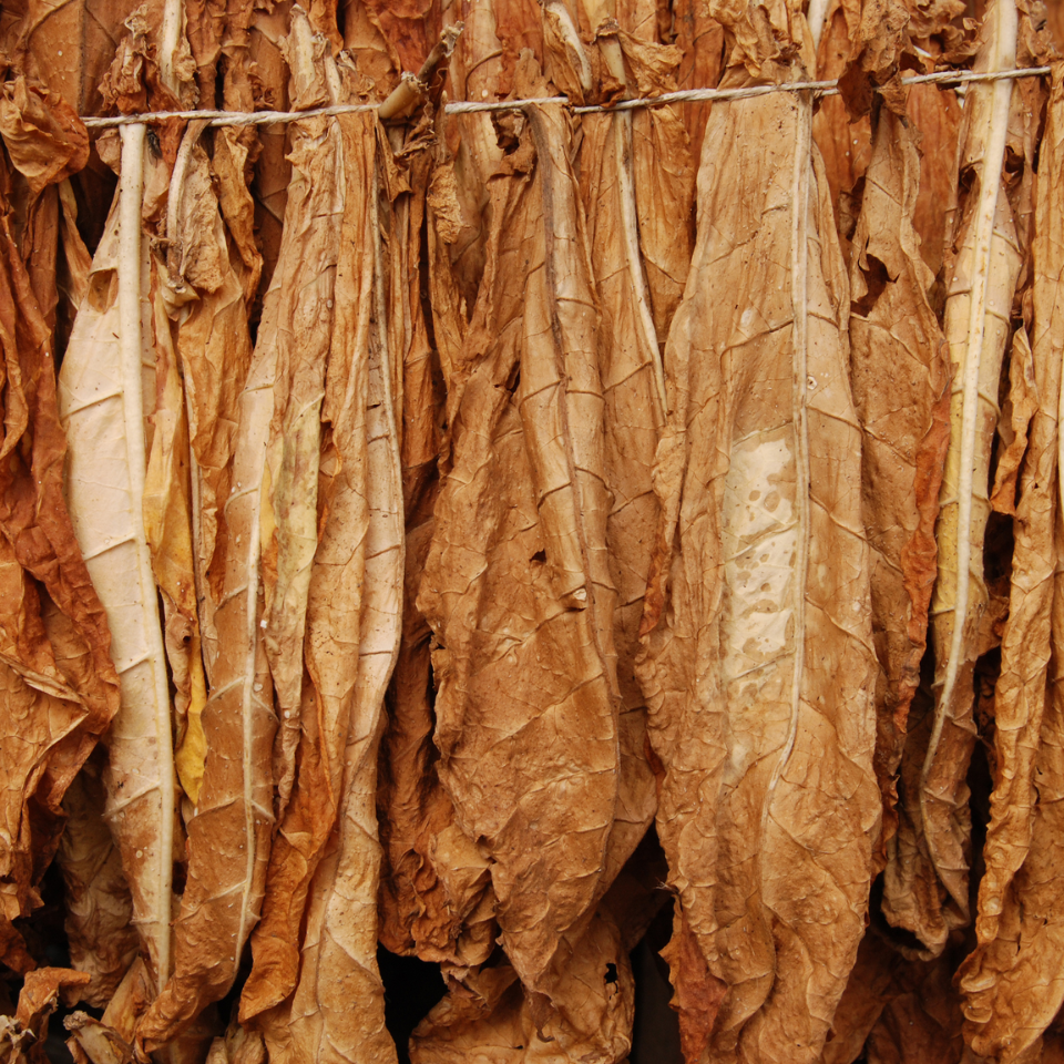 Tobacco seeds - Galicin original - 50
