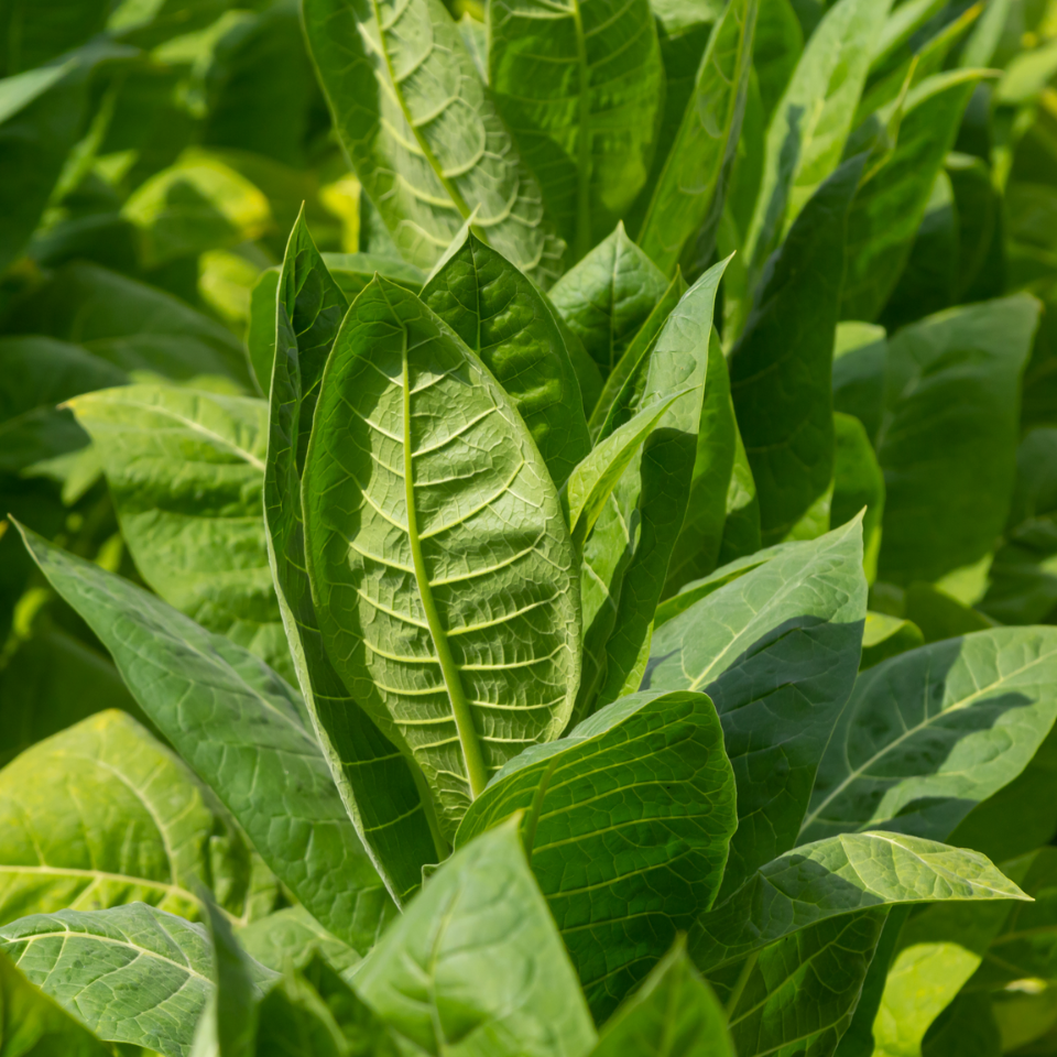 Tobacco seeds - Galicin original - 50