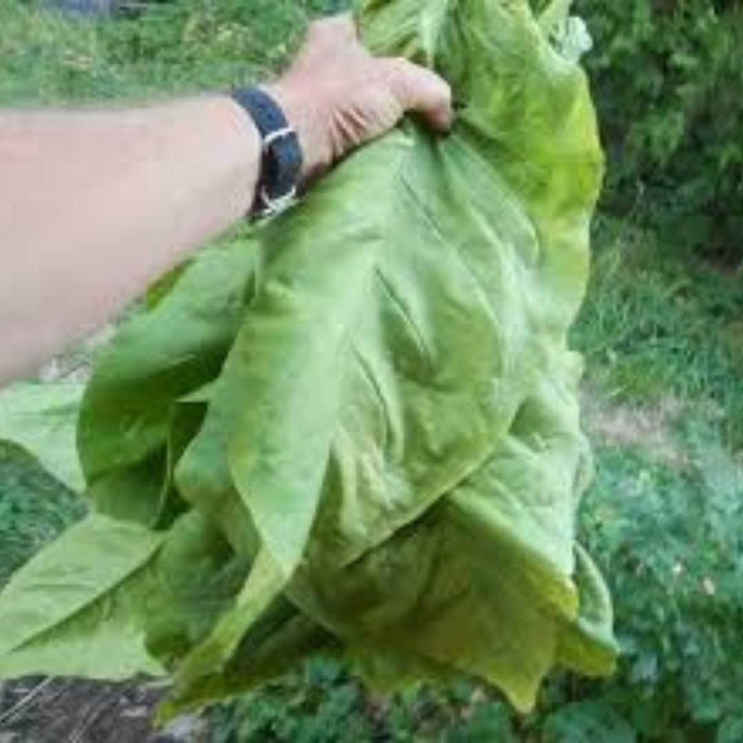 Tobacco Seeds Ostrolist - 100