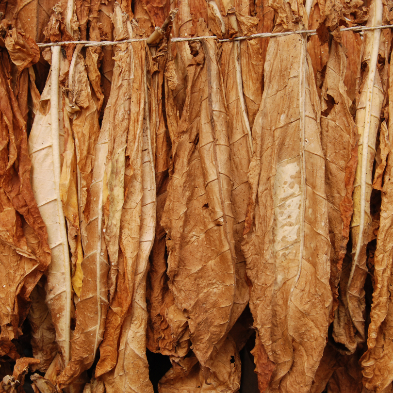 Tobacco seeds Virginia 202 - 300