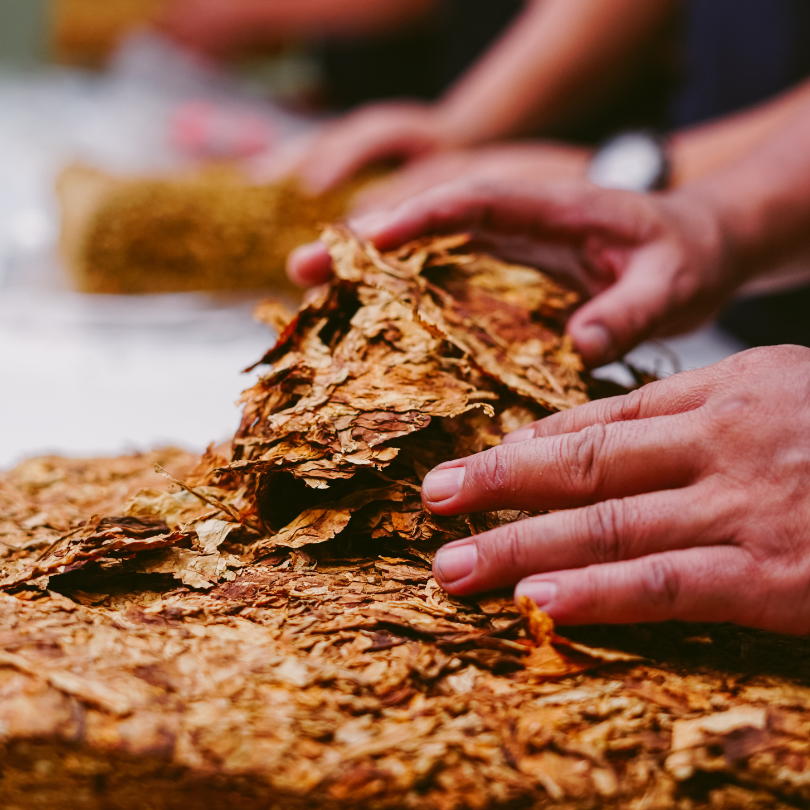 Tobacco seeds Virginia 202 - 300