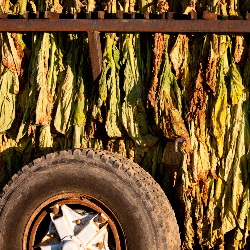 Tobacco seeds Virginia 202 - 300