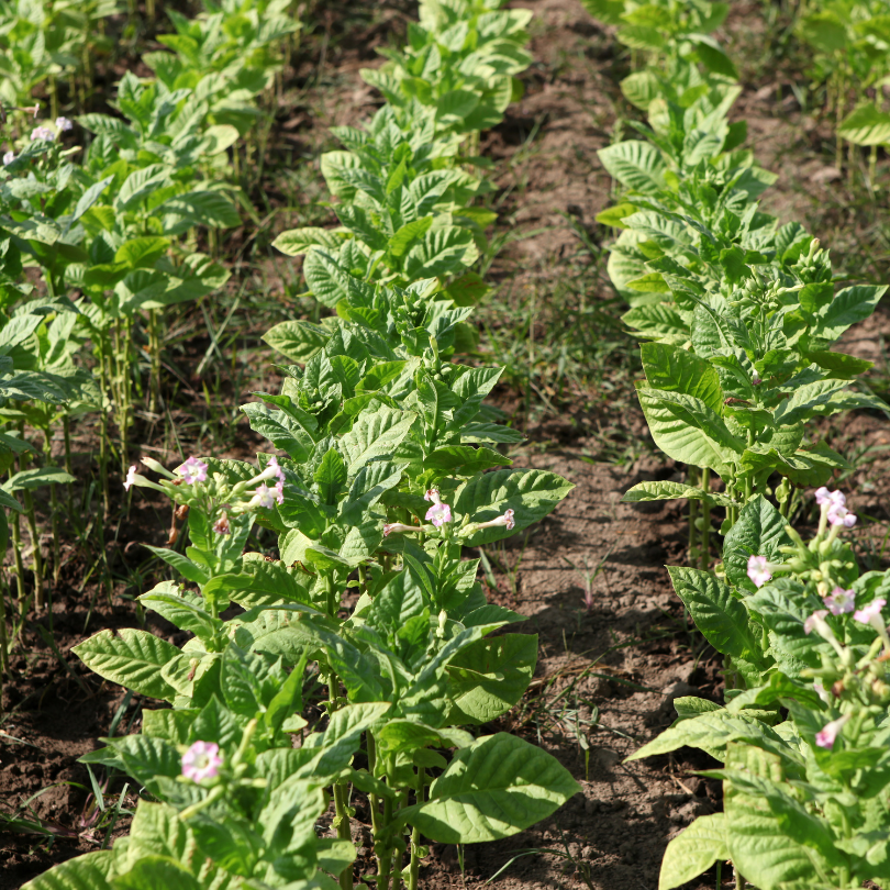 Tobacco seeds Virginia 202 - 300