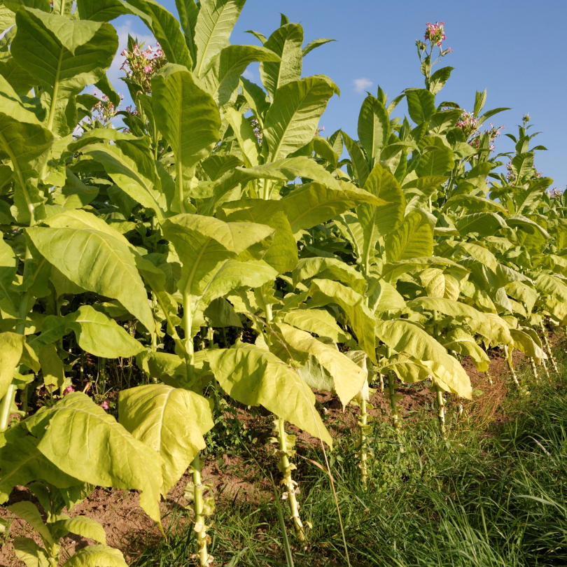Tobacco seeds Virginia 202 - 300