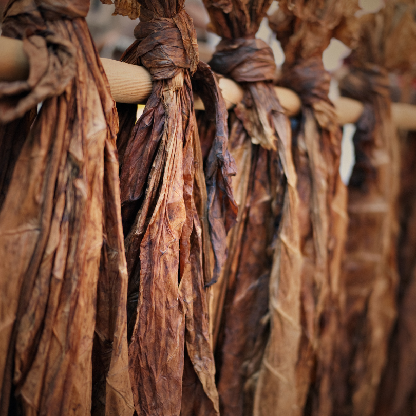 Tobacco seeds Virginia 202 - 300