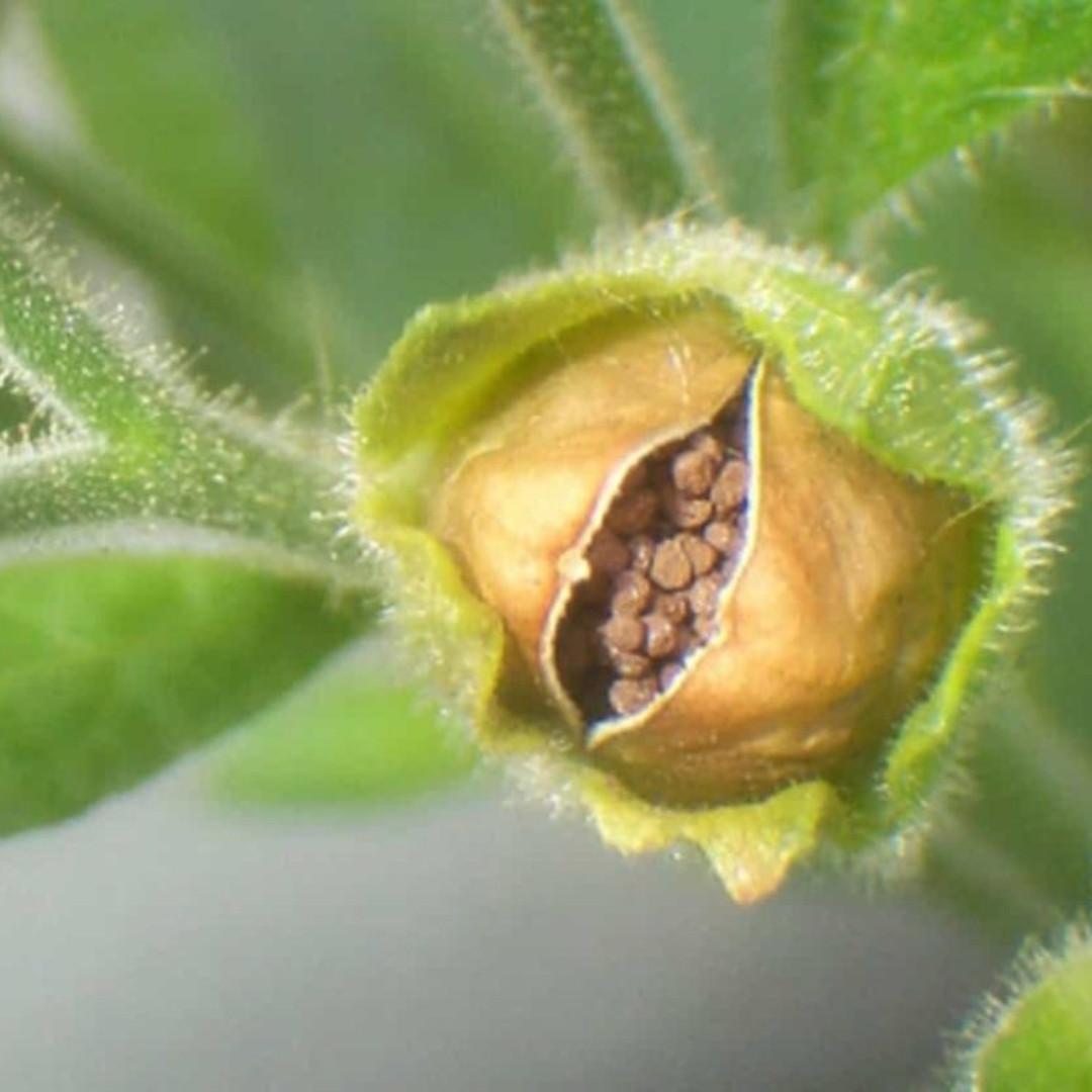 Tobacco Seeds Samsun Abkhazian 135 - 300