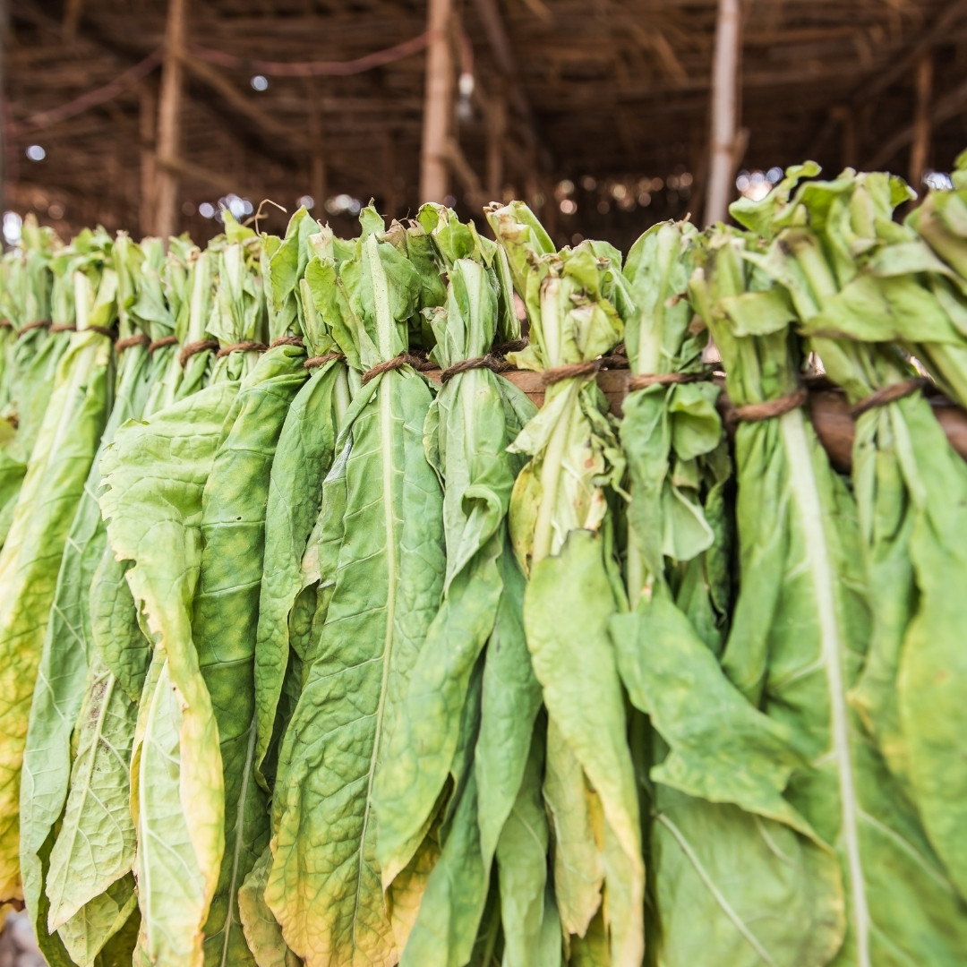 Tobacco Seeds Samsun Abkhazian 135 - 300